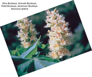 Ohio Buckeye, Smooth Buckeye, Fetid Buckeye, American Buckeye Aesculus glabra