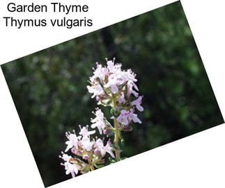 Garden Thyme Thymus vulgaris