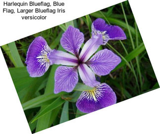 Harlequin Blueflag, Blue Flag, Larger Blueflag Iris versicolor