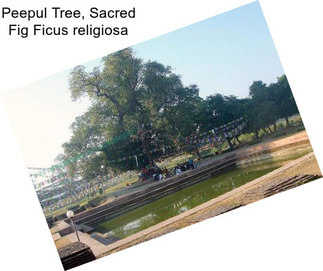 Peepul Tree, Sacred Fig Ficus religiosa