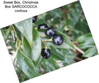 Sweet Box, Christmas Box SARCOCOCCA confusa