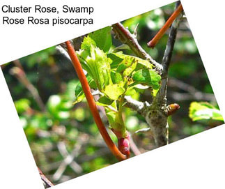 Cluster Rose, Swamp Rose Rosa pisocarpa