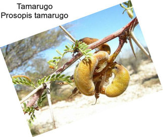 Tamarugo Prosopis tamarugo