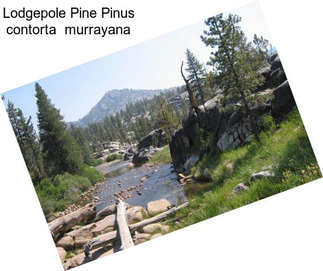 Lodgepole Pine Pinus contorta  murrayana