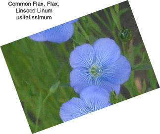 Common Flax, Flax, Linseed Linum usitatissimum