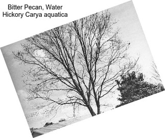 Bitter Pecan, Water Hickory Carya aquatica