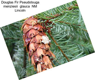 Douglas Fir Pseudotsuga menziesii  glauca  NM Lincoln