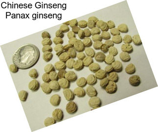 Chinese Ginseng Panax ginseng