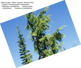 Alaska Cedar, Yellow Cypress, Nootka False Cypress Chamaecyparis nootkatensis     - Callitropsis nootkatensis    , Xanthocyparis nootkatensis    , Cupressus nootkatensis