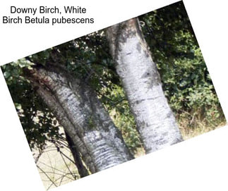 Downy Birch, White Birch Betula pubescens