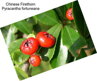 Chinese Firethorn Pyracantha fortuneana
